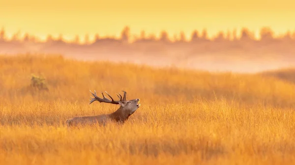 Male Red Deer Cervus Elaphus Displaying Sunset Hoge Veluwe National — Stock Photo, Image