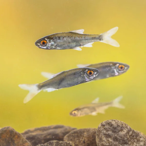 Ryby Słodkowodne Leucaspius Delineatus Wywrócone Góry Nogami Usta Krótką Linię — Zdjęcie stockowe