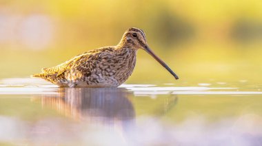 Çulluk (Gallinago gallinago), atmacagiller (Gallinago gallinago) familyasından bir kuş türü. Üreme habitatları, Palearctic boyunca bataklık, bataklık, tundra ve ıslak çayırlardır. Avrupa 'da vahşi yaşam sahnesi.