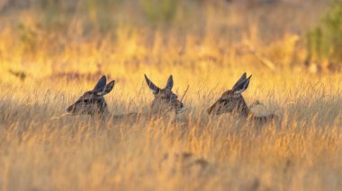 Geyik grubu (Cervus elaphus) gölgede dinlenir. Kızıl geyik Avrupa 'nın büyük bölümünde yaşar. Erkek bir hayvan, geyik demektir. Avrupa 'da vahşi yaşam sahnesi.