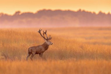 Erkek kızıl geyik (Cervus elaphus) Hoge Veluwe Ulusal Parkı 'nda günbatımında sergilenmektedir. Kızıl geyik Avrupa 'nın çoğunda yaşar. Erkek bir hayvan, geyik demektir. Avrupa 'da vahşi yaşam sahnesi.