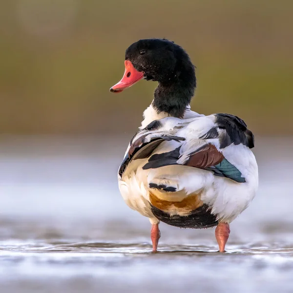 Gewöhnliche Ente Tadorna Tadorna Wasservögel Auf Nahrungssuche Flachen Wasser Des — Stockfoto