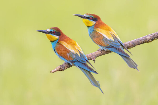 Pair of European Bee-Eater (Merops apiaster) perched on a Branch near Breeding Colony. This bird breeds in southern Europe and in parts of north Africa and western Asia. Wildlife scene of Nature in Europe.