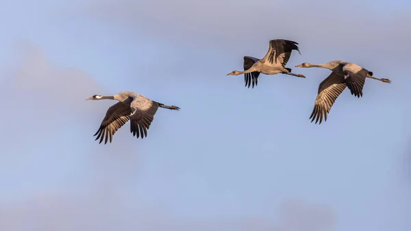 Kranfåglar Grus Grus Vuxna Fåglar Med Två Ungar Som Flyger — Stockfoto