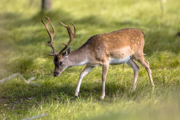 Fallow Deer Male Dama Dama Stags Rutting Season Amsterdamse Waterleidingduinen — Stock Photo, Image