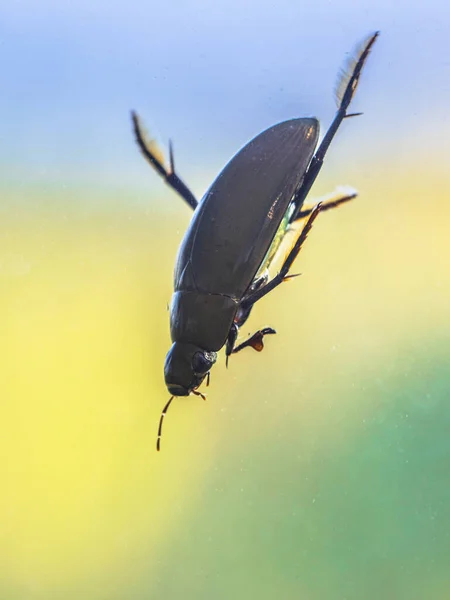 大型银水甲虫 Hydrophilus Piceus 在淡水栖息地潜水 这种甲虫是最大的水生昆虫之一 欧洲的野生动物自然景观 — 图库照片