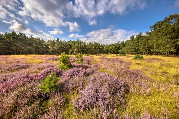 Bruyère Fleurs Dans Réserve Naturelle Deelerwoud Veluwe Pays Bas Paysages — Photo