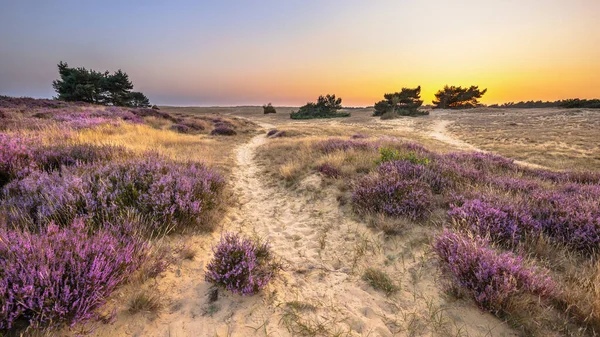 Vakker Solnedgang Med Klar Himmel Heathland Nasjonalparken Hoge Veluwe Nederland – stockfoto