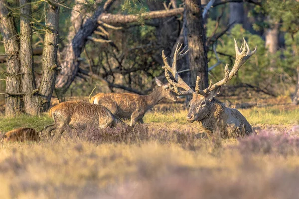 荷兰Veluwe市 雄性红鹿 Cervus Elaphus 在秋季的腐坏季节中交配 欧洲的野生动物自然景观 — 图库照片