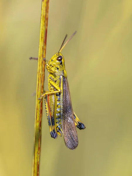 Large Marsh Grasshopper Perched Grass Natural Habitat Wildlife Scene Nature — Stock Photo, Image