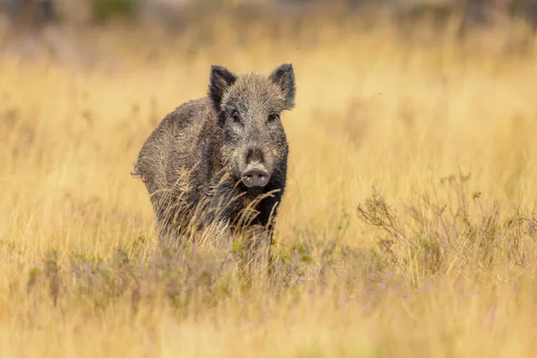 Wildschweine Sus Scrofa Dieses Tier Ist Weiten Teilen Eurasiens Und — Stockfoto