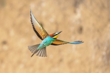 Avrupa Arı Yiyen (Merops apiaster), Üreme Kolonisi yakınlarında bulanık arka planda uçuyor. Bu kuş güney Avrupa 'da ve kuzey Afrika ve batı Asya' nın bazı bölgelerinde ürer. Avrupa 'da Doğa Sahnesi.