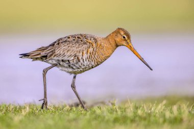 Foraging Black-tailed Godwit (Limosa limosa) Resting in shallow Water of a Wetland during Migration. The Netherlands as an important Breeding habitat for the Black Tailed Godwit as well. Wildlife image of Nature in Europe with bright Background.
