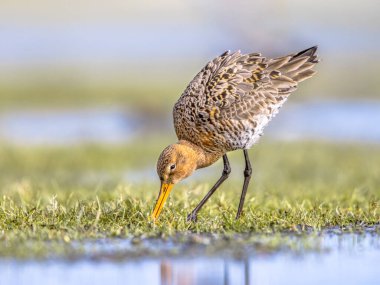 Kara Kuyruklu Godwit 'i (Limosa limozası) göç sırasında sığ bir sularda istirahat edip yiyecek ararlar. Hollanda, Kara Kuyruklu Godwit için de önemli bir üreme ortamı. Avrupa 'da Doğa' nın parlak sırtlı vahşi yaşam görüntüsü