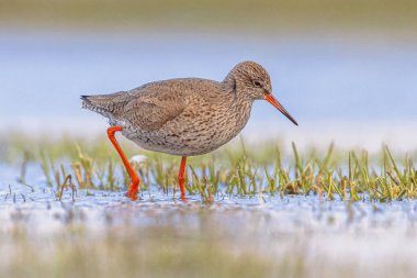 Göç sırasında Sulak Toprakların Sığ Suyu 'nda yiyecek arayan yaygın kırmızı böğürtlen (Tringa totanus). Redshank, Avrasya boyunca göç eden bir kuş türüdür. Avrupa 'nın doğasında vahşi yaşam sahnesi. Netherandlar.