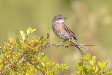Greater Whitethroat (Curruca Communis), Avrupa genelinde yetişen yaygın ve yaygın bir wWrbler türüdür. Doğa Koruma Alanındaki Bush Şubesi 'ne tünemiş..