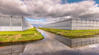 Greenhouse industrial exterior in the Netherlands. Food farming industry with giant buildings.