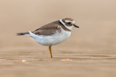 Juvenile Halkalı Plover (Charadrius hiaticula). Bu, Arktik Avrasya 'da yetişen küçük bir yağmurkuşu. Göç sırasında kumsaldaki kuş. Avrupa 'da vahşi yaşam sahnesi.