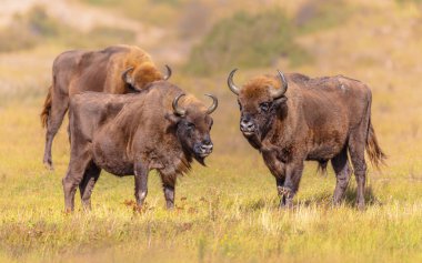 Wisent or European bison (Bison bonasus) group in National Park Zuid Kennemerland in the Netherlands. Wildlife scenen of Nature in Europe.
