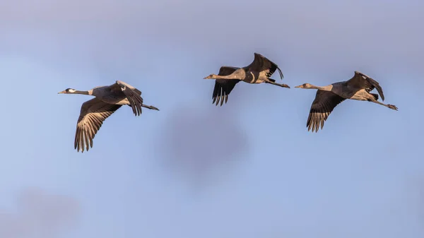 Crane birds (Grus grus) adult bird with two juveniles flying on migration. Birds in flight. Wildlife scene of European nature.