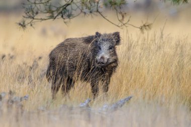 Yaban domuzu (Sus scrofa). Bu hayvan Avrasya ve Kuzey Afrika 'ya özgü bir suittir ve Amerika ve Okyanusya' ya tanıtılmıştır..