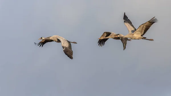 Crane birds (Grus grus) adult bird with two juveniles flying on migration. Birds in flight. Wildlife scene of European nature.