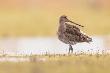 Female Black-tailed Godwit (Limosa limosa) Resting and Foraging in shallow Water of a Wetland during Migration. The Netherlands as an important Breeding habitat for the Black Tailed Godwit as well. Wildlife image of Nature in Europe with bright Backg
