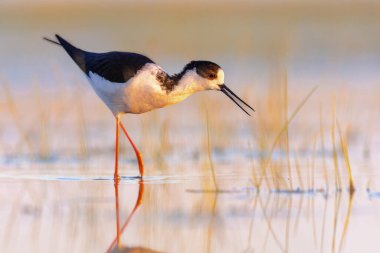 Kara kanatlı Stilt (Himantopus himantopus). Gün batımındaki parlak arka planla Göç sırasında Bataklık 'ın Sığ Suyu' nda Dolaşan Kuş. Extremadura, İspanya. Avrupa 'da Vahşi Yaşam Doğası Sahnesi.