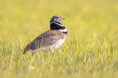 Little Bustard (Tetrax tetrax) in grassland. This large bird breeds in Southern Europe and in Western and Central Asia. Numbers are declining rapidly because intensifying agriculture. Wildlife Scene of Nature in Europe.