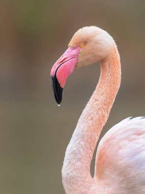 Portrait of Greater flamingo (Phoenicopterus roseus) is the most widespread and largest species of the flamingo family. Group of brids resting in water in Camague, France. Wildlife scene of nature in Europe.