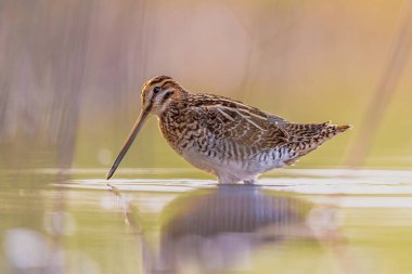 Çulluk (Gallinago gallinago), atmacagiller (Gallinago gallinago) familyasından bir kuş türü. Üreme habitatları, Palearctic boyunca bataklık, bataklık, tundra ve ıslak çayırlardır. Avrupa 'da vahşi yaşam sahnesi.