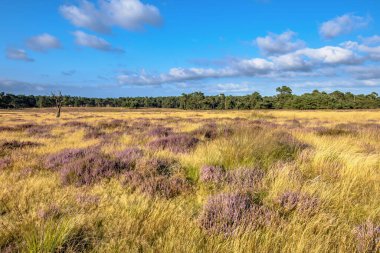 Deelerwoud Doğa Koruma Alanı 'nda çiçek açan fundalık Veluwe Hollanda' da. Avrupa 'da doğa manzarası