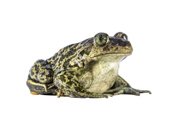 Beyaz arka planda poz veren Doğu spadefoot (Pelobates syriacus) veya Suriye spadefoot (Pelobates syriacus). Bu amfibi Yunanistan 'ın Lezbiyen adasında meydana gelir. Avrupa 'da vahşi yaşam sahnesi.