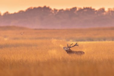 Erkek kızıl geyik (Cervus elaphus) Hoge Veluwe Ulusal Parkı 'nda günbatımında sergilenmektedir. Kızıl geyik Avrupa 'nın çoğunda yaşar. Erkek bir hayvan, geyik demektir. Avrupa 'da vahşi yaşam sahnesi.