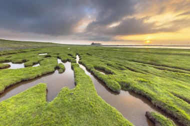 Dollard Hollanda Groningen kıyısında Waddensea alanında Punt van Reide, gelgit marsh otlak delik erozyon