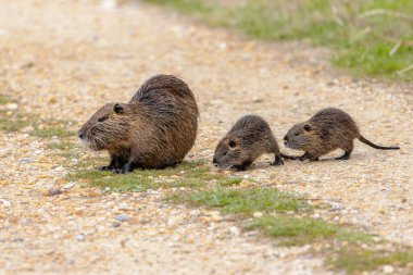 Nutria (Myocastor coypus) aquatic rodent with young. Wild Coyou with juvenile animals foraging for food in Camargue, France. Wildlife scene of nature in Europe.