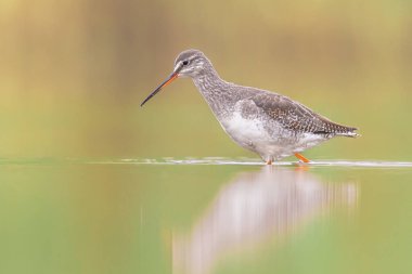 Benekli kırmızı böğürtlen (Tringa erythropus) kışın güneye göç eden tüylü kuş. Waddensea, Hollanda. Avrupa 'nın doğasında vahşi yaşam sahnesi.