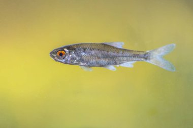 Sunbleak ya da Belica tatlı su balığı (Leucaspius delineatus). Yukarı doğru çevrilmiş bir ağzı ve solungaç kapağından yaklaşık yedi ila on ölçek arasında uzanan kısa bir yan çizgisi vardır. Avrupa 'da vahşi yaşam sahnesi.