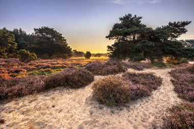 Hollanda, Drenthe 'deki Ulusal Park Dwingelderveld' de çiçek açan Heathland 'da gün doğumu. Avrupa 'daki doğa manzarası.