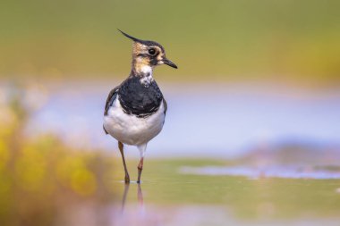 Dişi kuzey kanadı (Vanellus vanellus) Hollanda 'da sığ haliç sularında yiyecek arıyor. Parlak bir geçmişi var. Avrupa 'da vahşi yaşam sahnesi.