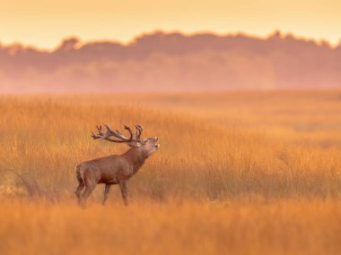 Erkek kızıl geyik (Cervus elaphus) Hoge Veluwe Ulusal Parkı 'nda günbatımında sergilenmektedir. Kızıl geyik Avrupa 'nın çoğunda yaşar. Erkek bir hayvan, geyik demektir. Avrupa 'da vahşi yaşam sahnesi.