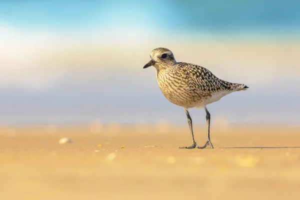 Stock image Grey plover or black-bellied plover (Pluvialis squatarola) is a lwader bird breeding in Arctic regions. It is a long-distance migrant, with a nearly worldwide coastal distribution when not breeding. Wildliefe scene of nature.