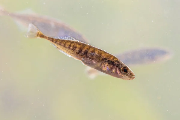 池の自然生息地でのニネシュピン スティクルバック Pungius Pungitius 淡水魚 川の水の中で泳ぐのです ヨーロッパの自然の野生動物のシーン — ストック写真