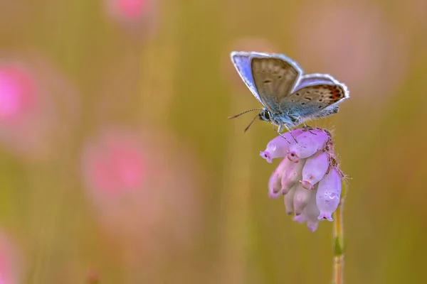 Silver Studded Blue Butterfly Sostiene Plebeius Che Riposa Con Ali — Foto Stock