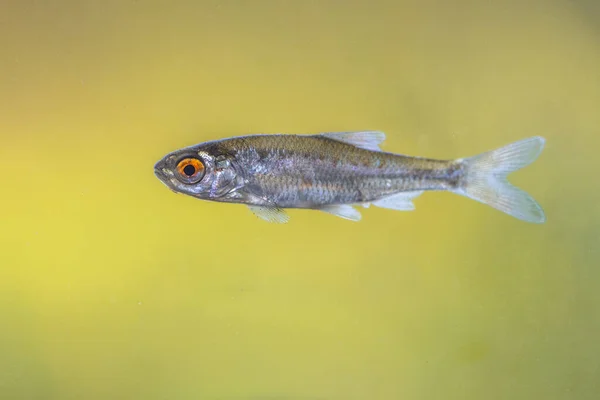 Sunbleak Belica Freshwater Fish Leucaspius Delineatus Has Upward Turned Mouth — Stock Photo, Image