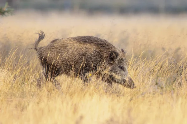Wildschweine Sus Scrofa Dieses Tier Ist Weiten Teilen Eurasiens Und — Stockfoto