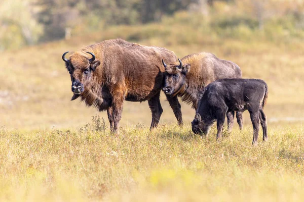Wisent European Bison Bison Bonasus Group National Park Zuid Kennemerland — Foto Stock