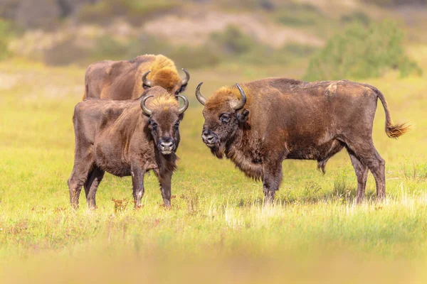 Wisent European Bison Bison Bonasus Group National Park Zuid Kennemerland — Foto de Stock