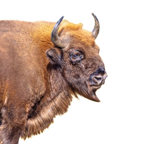 Visent Eller Europeisk Bisonoxe Bison Bonasus Ett Djur Vit Bakgrund — Stockfoto