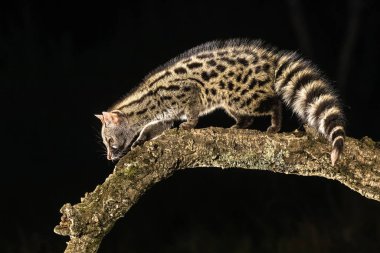 Genet (Genetta genetta) gecenin karanlığında dalda. Vahşi kedi, İspanyol ormanlarında av arıyor. Avrupa 'da vahşi yaşam sahnesi.